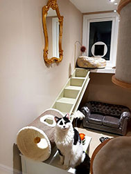 A cat in luxurious accommodation