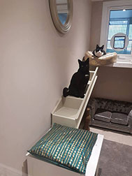 Two cats in luxurious accommodation