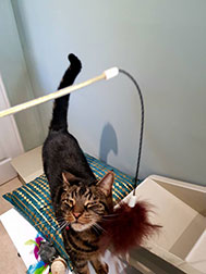 A cat playing with a toy