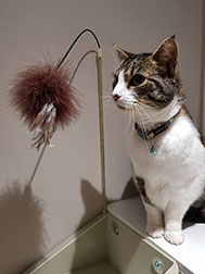 A cat playing with a toy