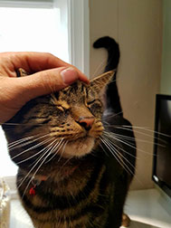 A cat being stroked