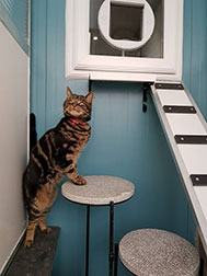 A cat jumping up on a chair