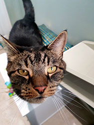 A cat looking into the camera