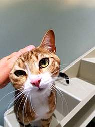 A content cat being stroked