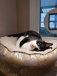 A cat lounging on a big cushion