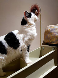 A cat on some mini stairs