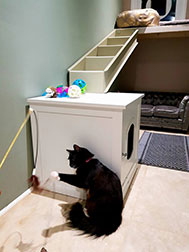 A cat playing with a toy