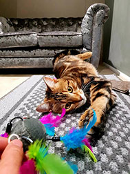 A cat playing with a toy