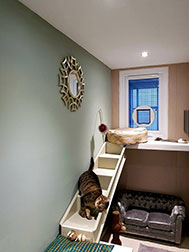 A cat playing on mini stairs