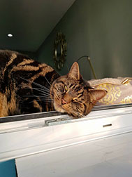 A happy cat sleeping
