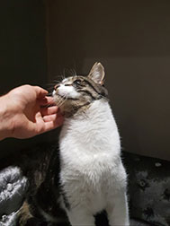 A cat being stroked