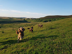 Dogs outside in beautiful countryside