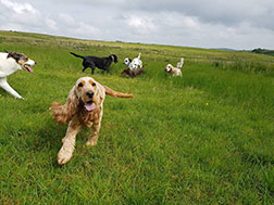 Dogs outside in beautiful countryside