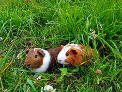 Two guinea pigs in lush grass