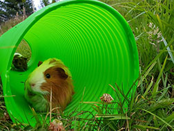 Two guinea pigs in a tunnel