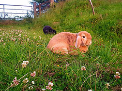 Two rabbits in a field