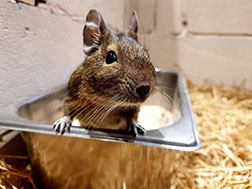 A degu looking at the camera