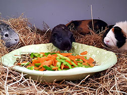 Four guinea pigs with some food and salad