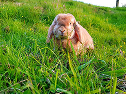 A rabbit in lush grass