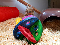 A degu playing