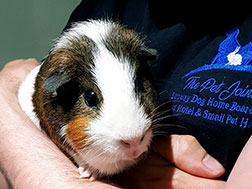Steve looking after a guinea pig