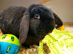 A black rabbit eating lettuce