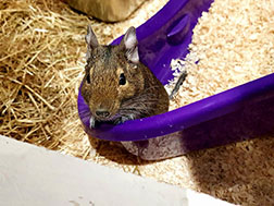 A degu