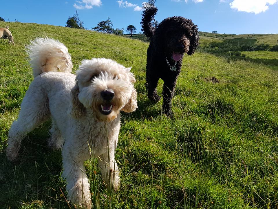 Two happy dogs in a field